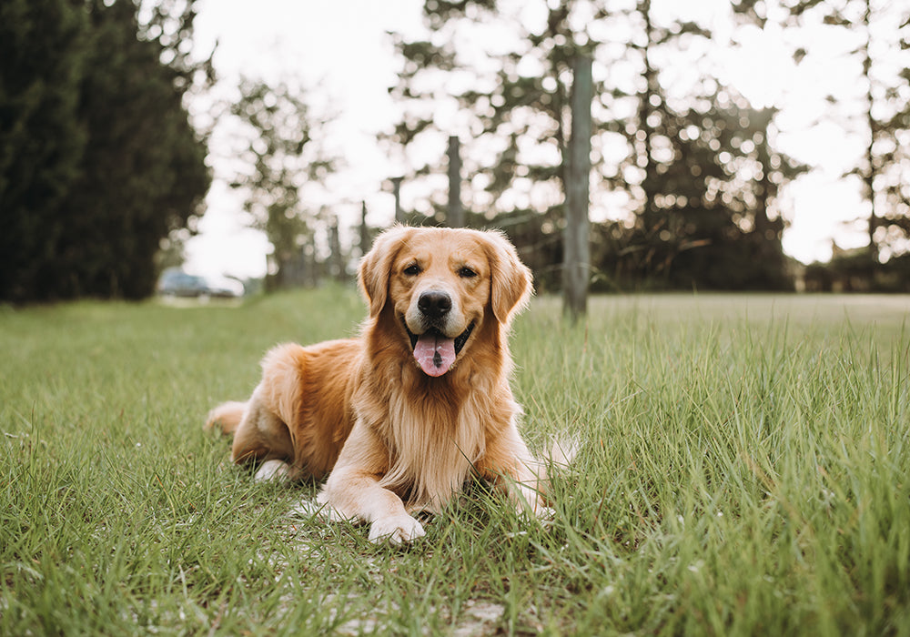 Golden retriever laying in a field of short grass