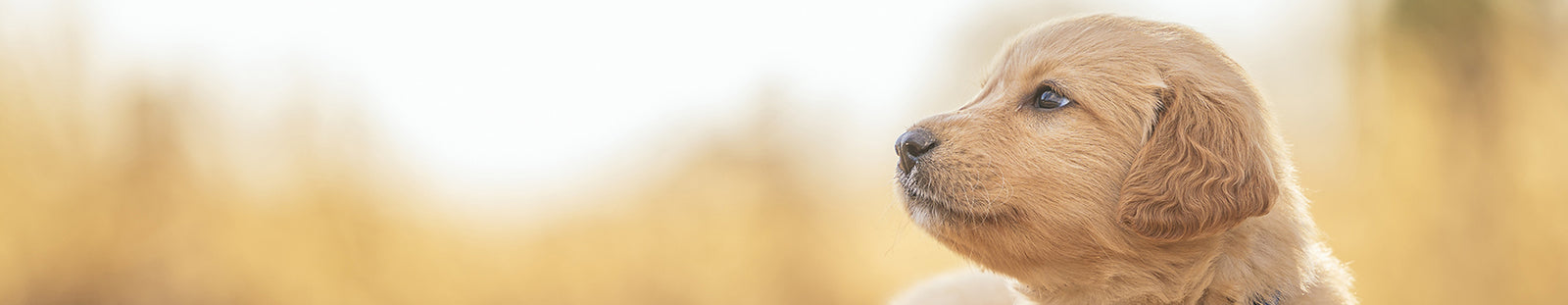 Small yellow lab smelling the air in a field of dry grass