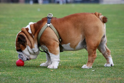 Bulldog in a harness smells a red ball