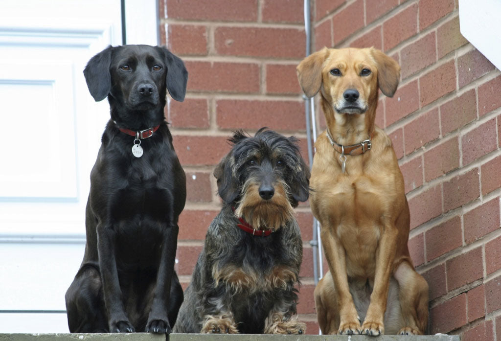 3 dogs sitting next to each other on a brick home's porch