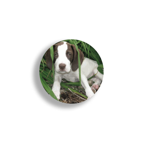 Puppy laying in grass that is taller than it can stand