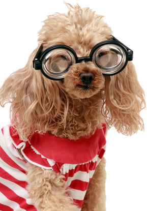 Dog wearing a striped red and white sweater and glasses