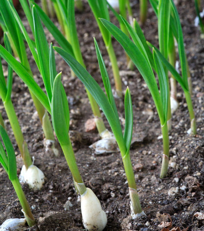 Adding Garlic to Your Dog s Diet BARF World Inc