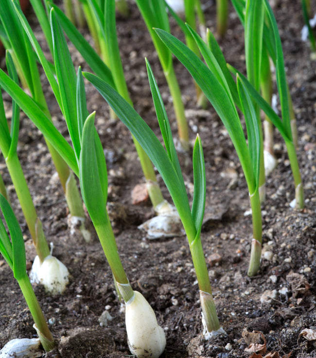 Sprouts of garlic growing in dirt