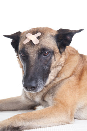 Dog looking ashamed with band aids crossed on its head