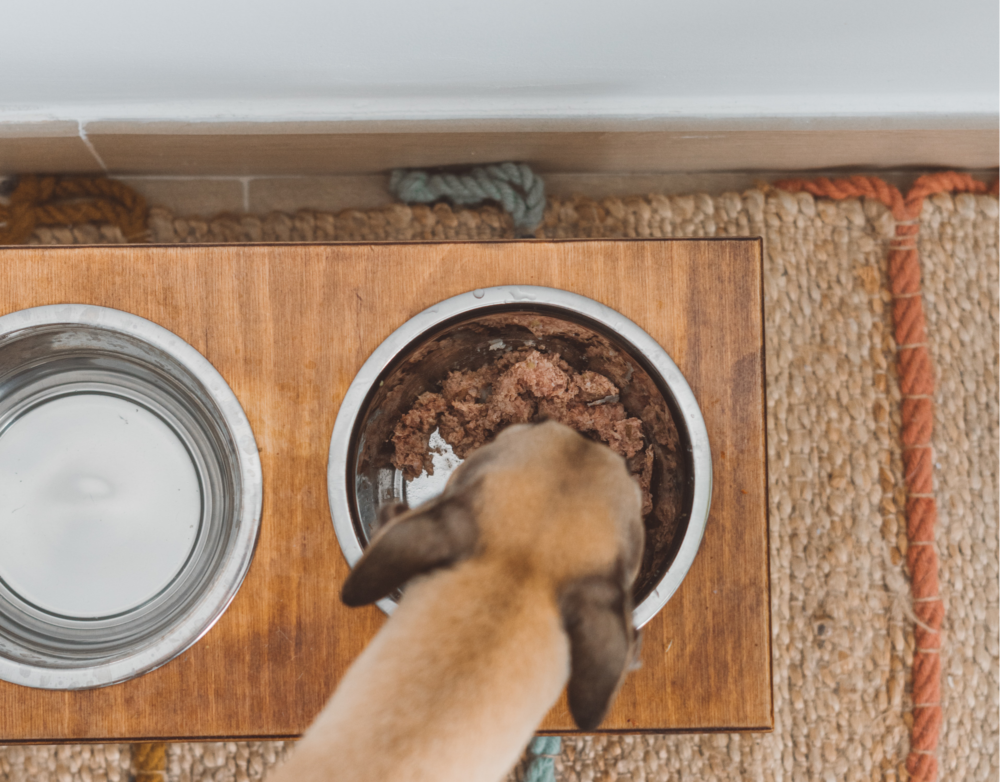 Dog eating raw food from its bowl