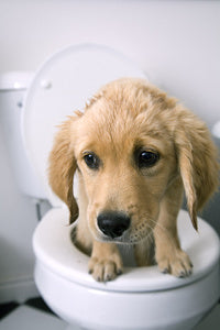 Yellow lab puppy standing inside a toilet
