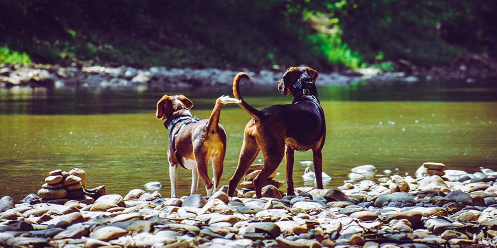 2 attentive dogs looking into a river