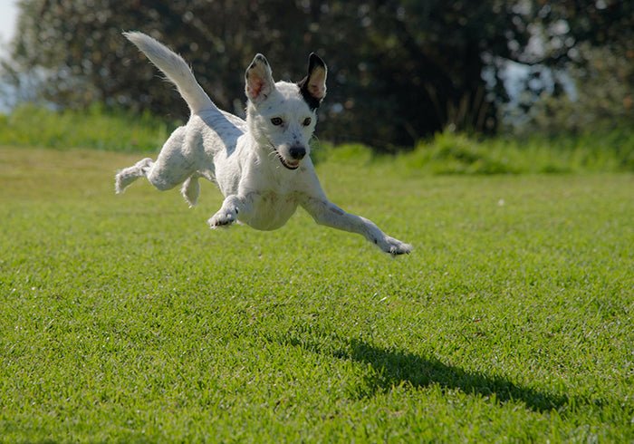 White dog with black speckles pouncing on its own shadow in grass