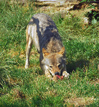 Coyote eating a piece of raw meat