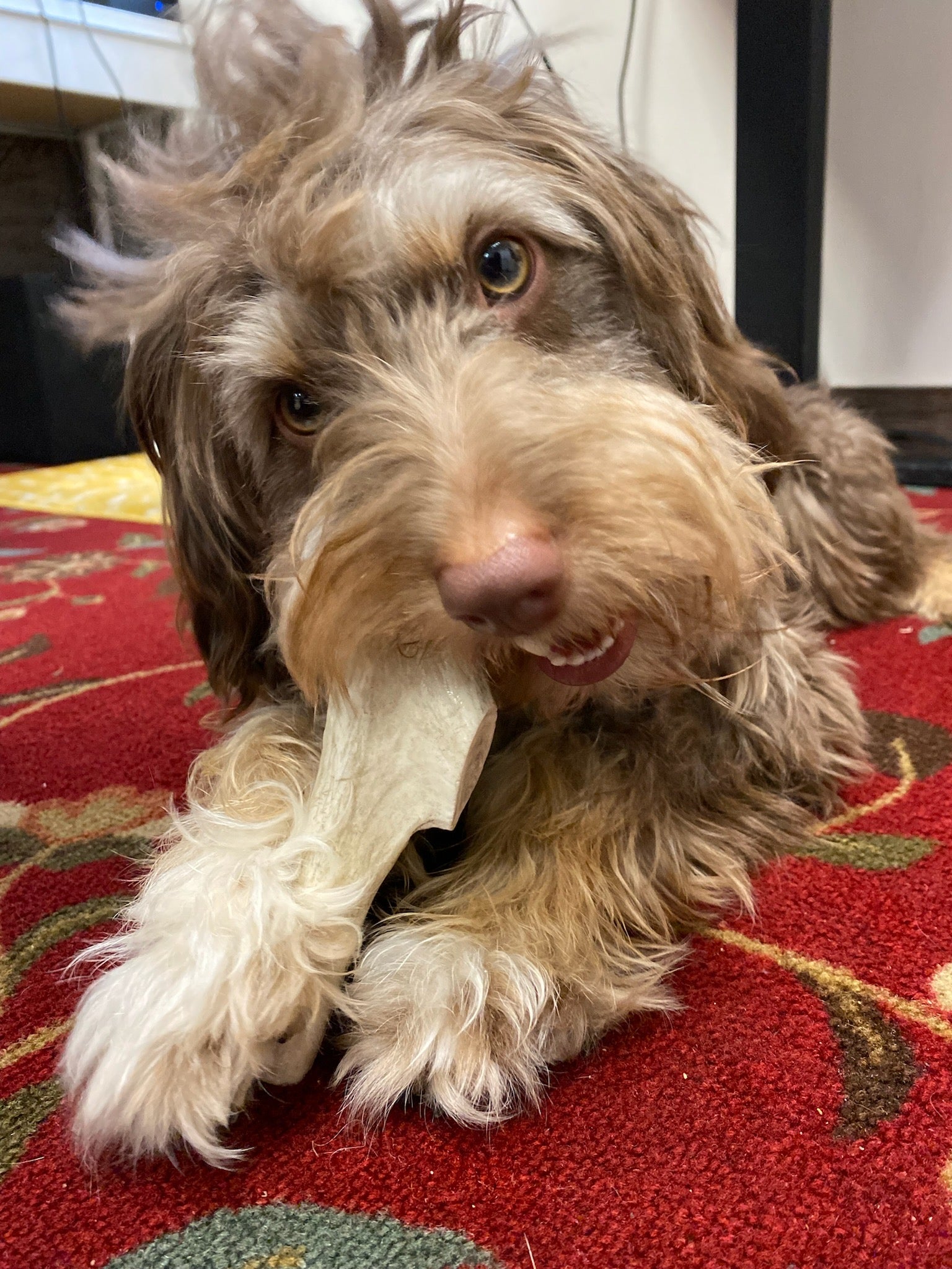 Dog chewing on an antler while laying on a red carpet
