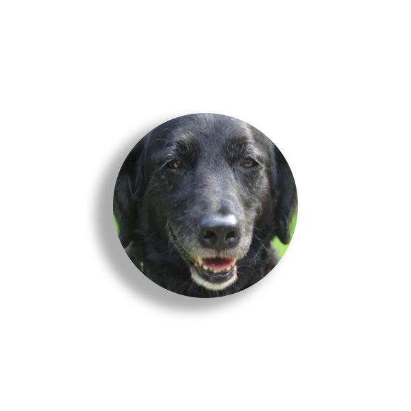 Profile of Stella, a black dog
