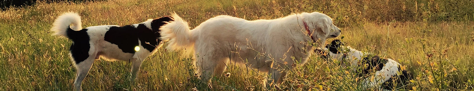 Three dogs roaming a field of tall grass at sunrise