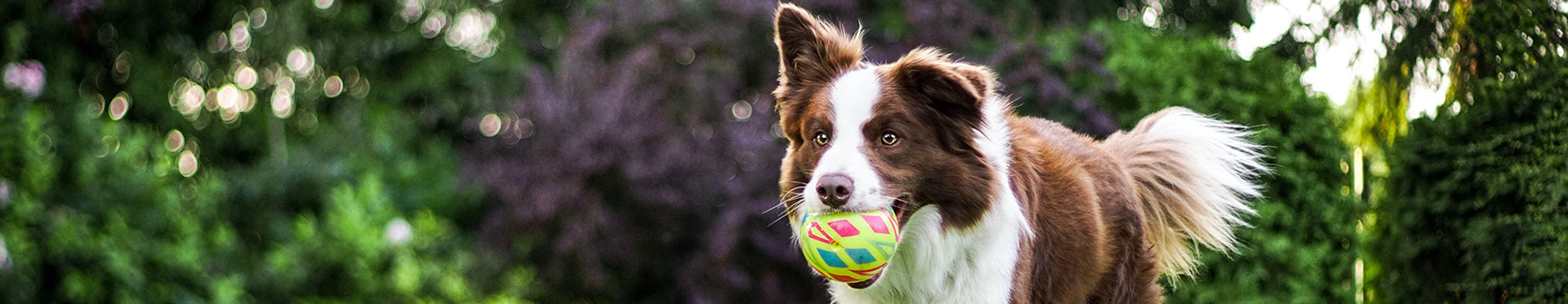 Border collie carrying a yellow ball in its mouth outdoors