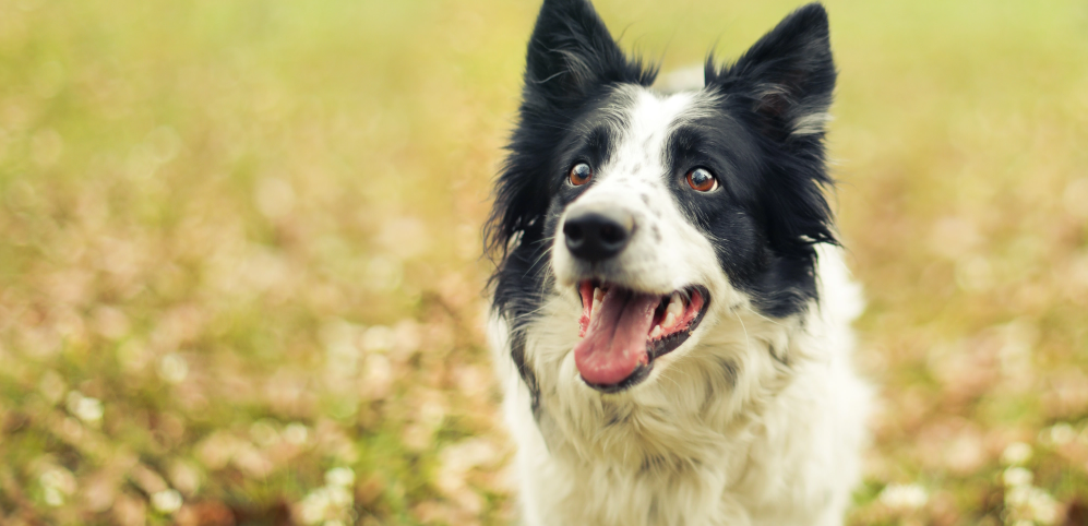 Attentive border collie looking up toward its owner