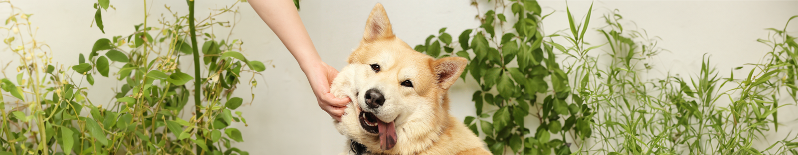 Dog with its tongue hanging out while its neck is being scratched