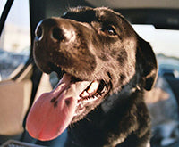 Black lab panting while on a car ride