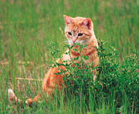 Orange cat exploring in tall grass