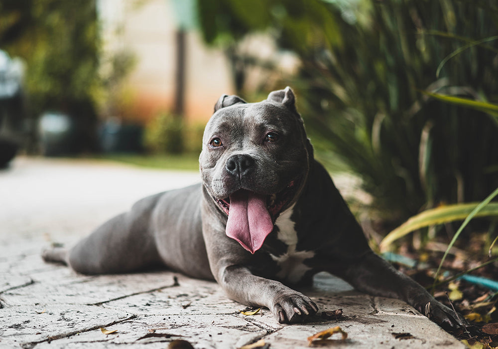 Grey pit bull panting while laying on a tile patio outside