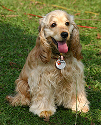 Yellow cocker spaniel sitting in shady grass