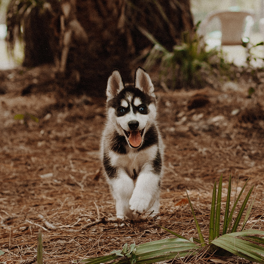 Husky puppy excitedly running through a garden