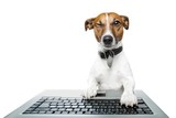 Dog working at a laptop like a businessman