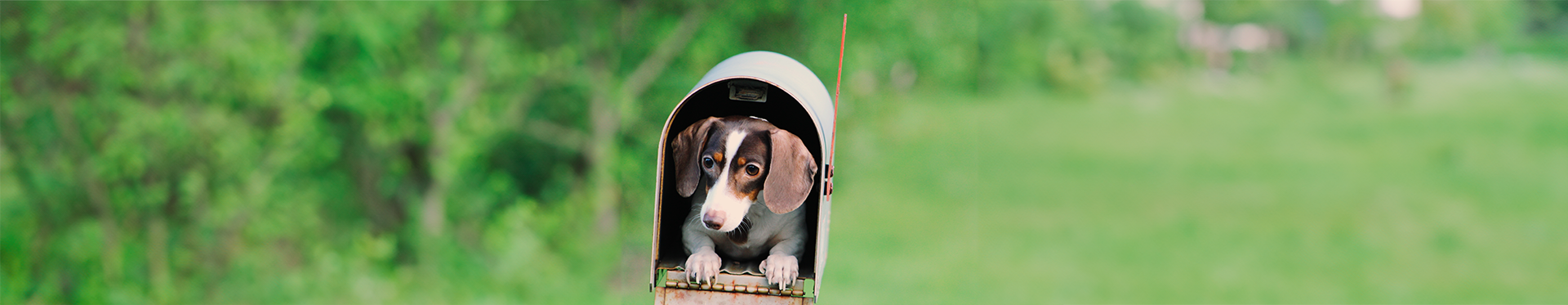 Dachshund puppy hiding inside a mailbox 