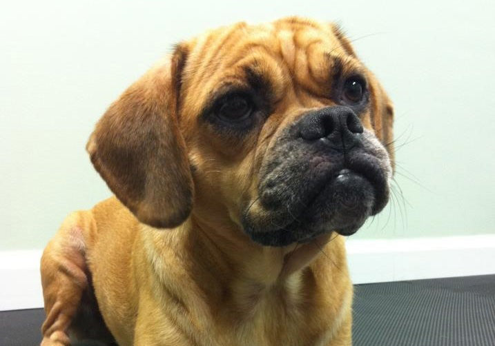 Brown pug laying down on a black mat