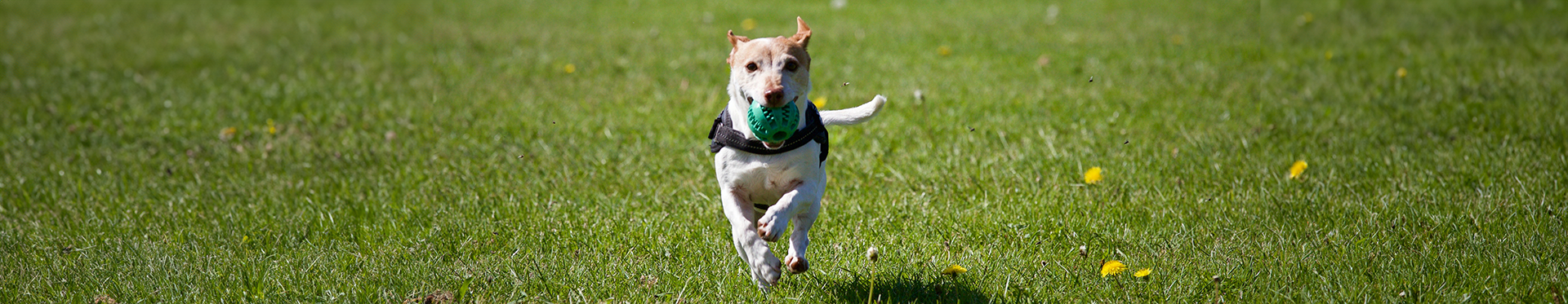 Light colored dog retrieving a green ball for its owner