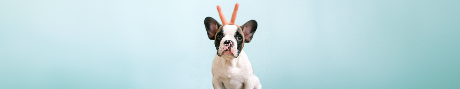 Puppy wearing a silly orange headband
