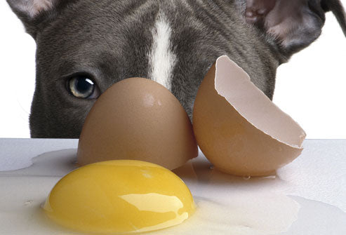 Dog looking closely at a broken egg on a countertop