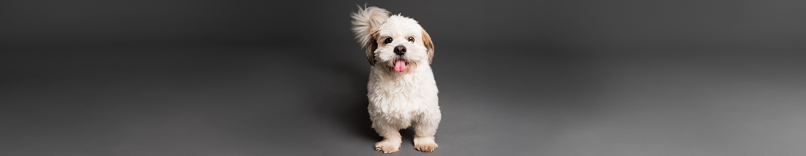Small white dog in front of a grey back drop