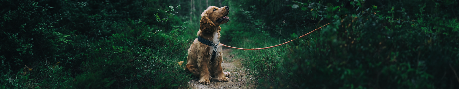 Dog sitting in a clearing while his leash leads off into the nearby forest