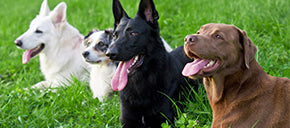 Four dogs laying near each other outdoors