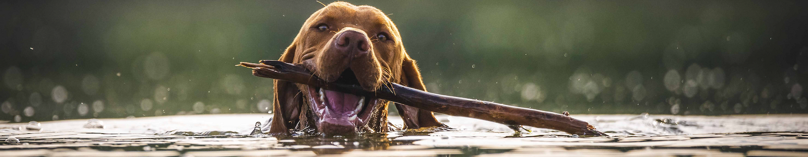 Swimming dog carrying a stick back to the shore