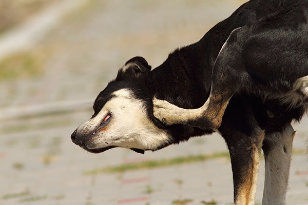 Dog scratching its neck using its back leg