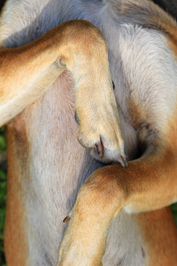 The chest of a dog that shows a slightly bare spot of skin