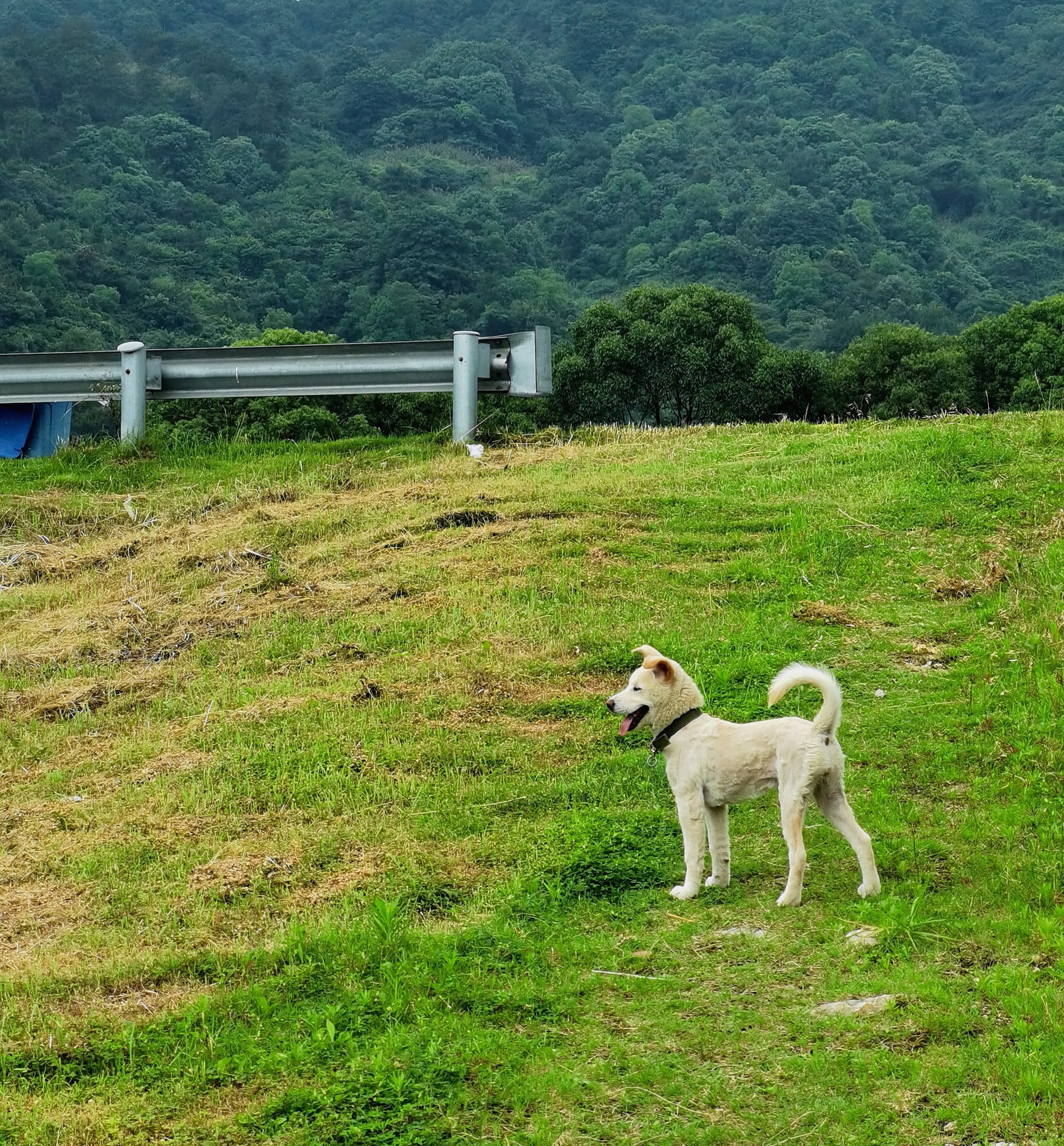 White dog standing on a hill near a road guardrail