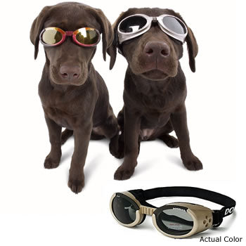 Two dogs wearing goggles for dogs, aka doggles