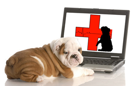 Puppy bulldog looks away from the laptop in front of it