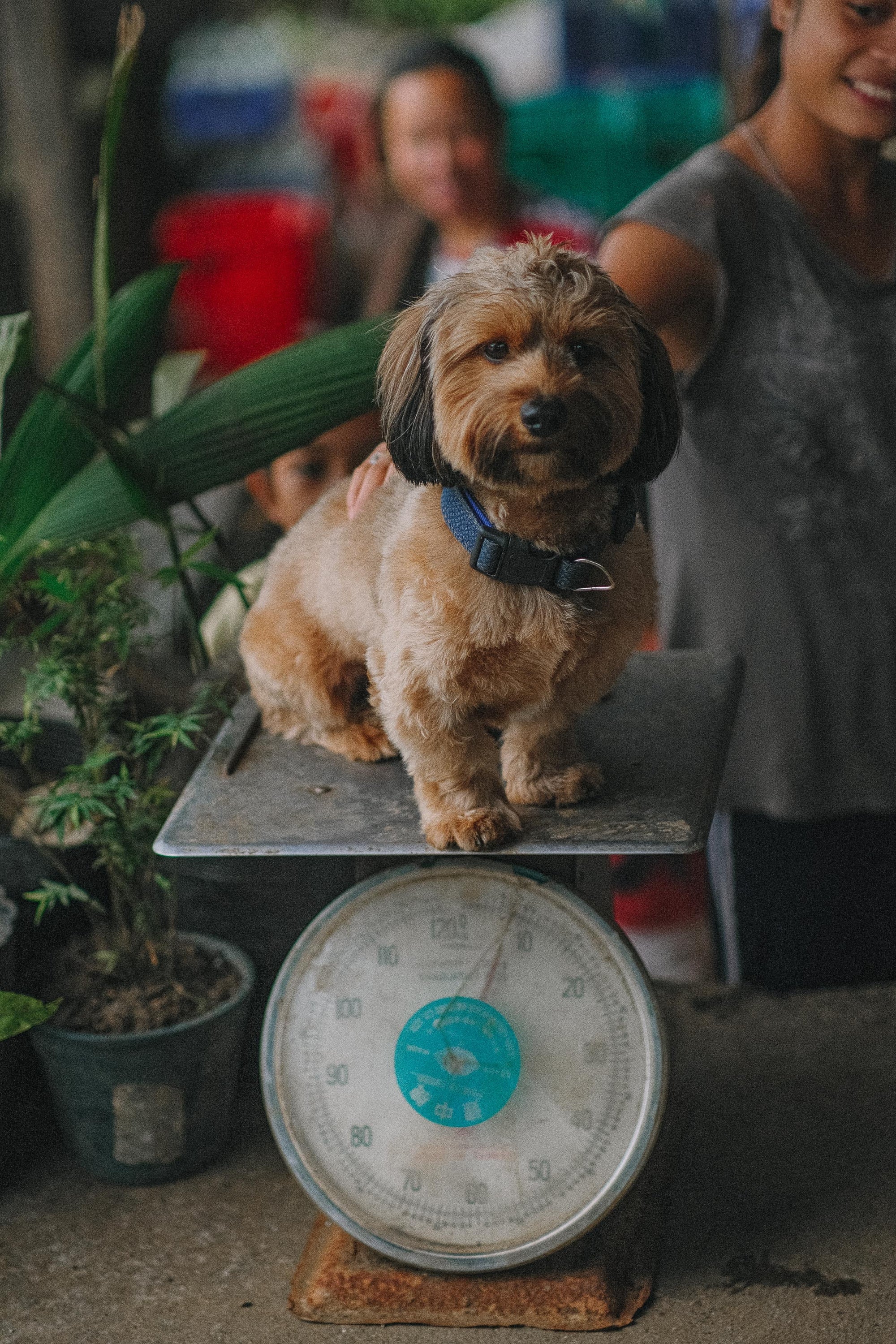 Small dog sitting on a weighing scale