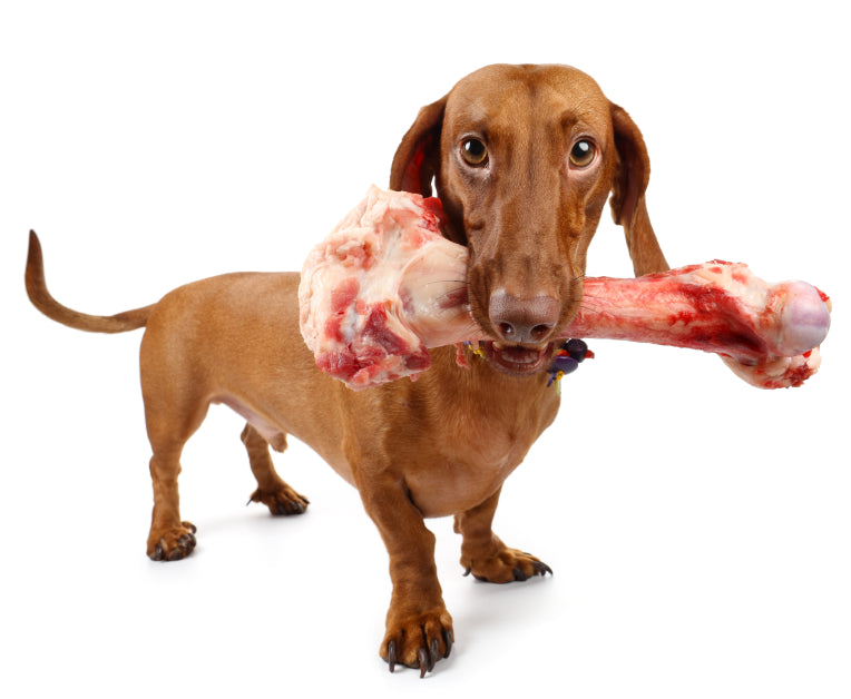Dachshund carrying a large raw bone with meat scraps on it