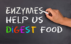 Enzymes help us digest food