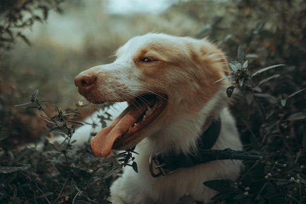 Dog breathing heavily while laying outside near a tree