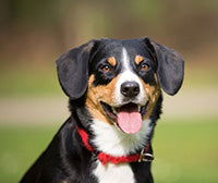 Dog panting while outside in the sun