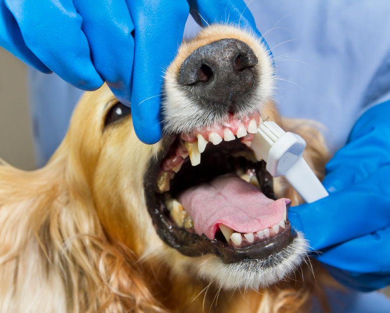 Golden retriever having its teeth brushed