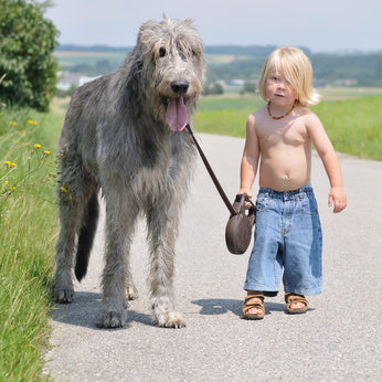 Little boy walking his Irish wolfhound that is taller than he is