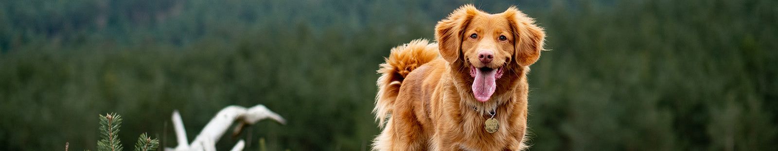 Brown dog standing atop a fallen tree