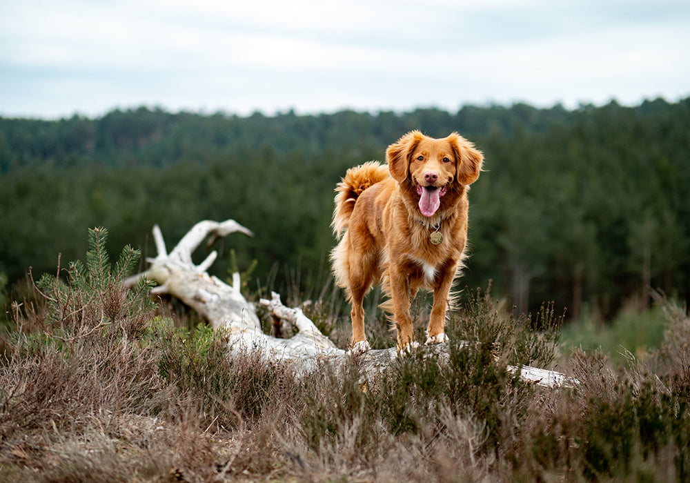 Brown dog standing atop a fallen tree surrounded with brown grass