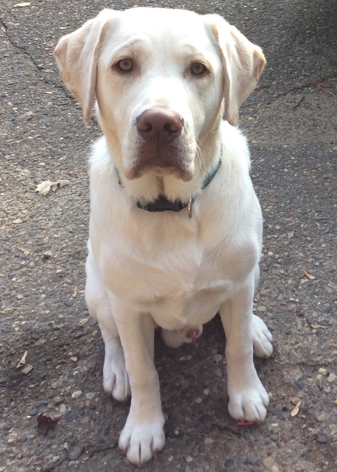 Yellow lab sitting on blacktop outside